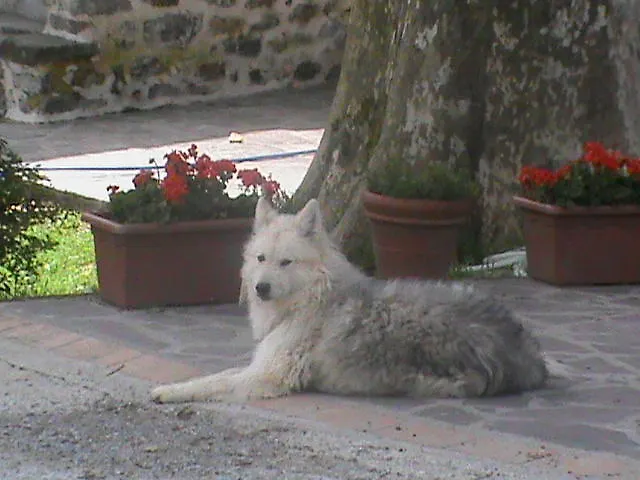 Il Montale Villa Mulazzo 0*,  Italy